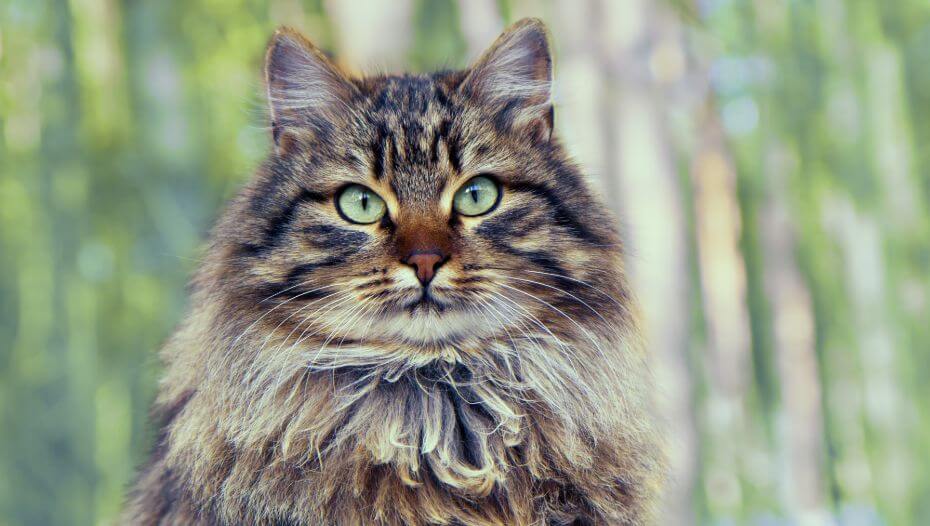 The sales siberian cat